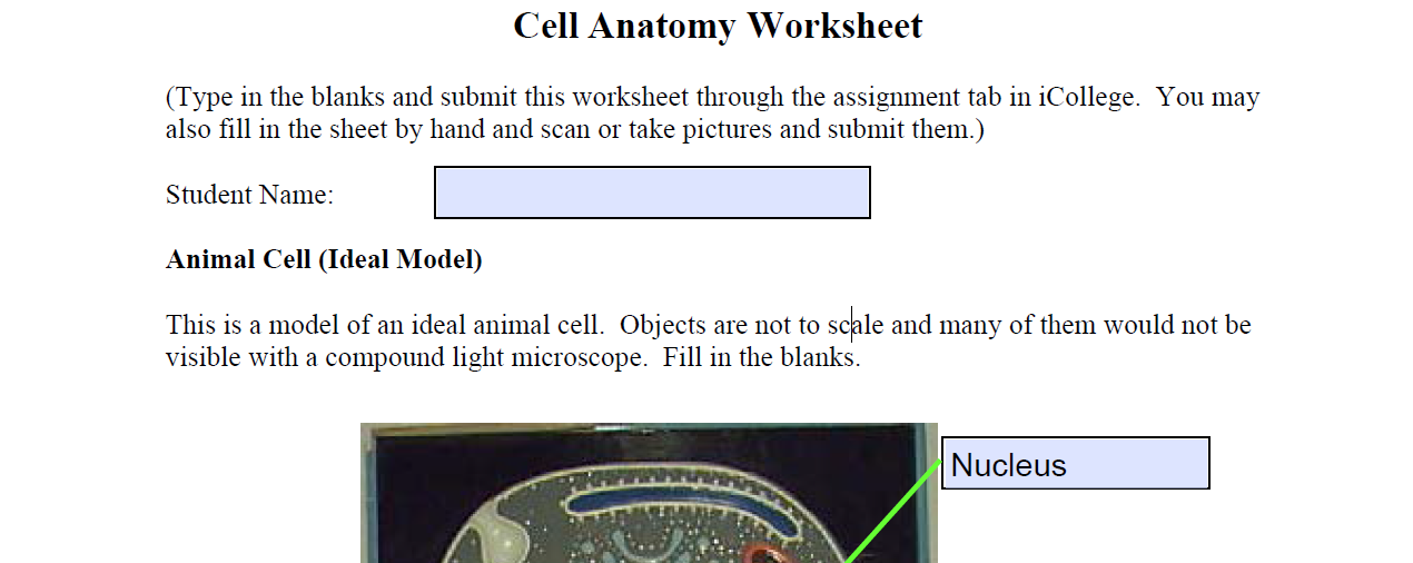Cell Anatomy Worksheet